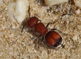 Pseudomethoca simillima